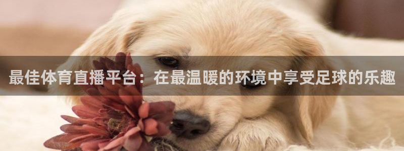 鲸鱼体育app下载安装最新版：最佳体育直播平台：在最温暖的环境中享受足球的乐趣